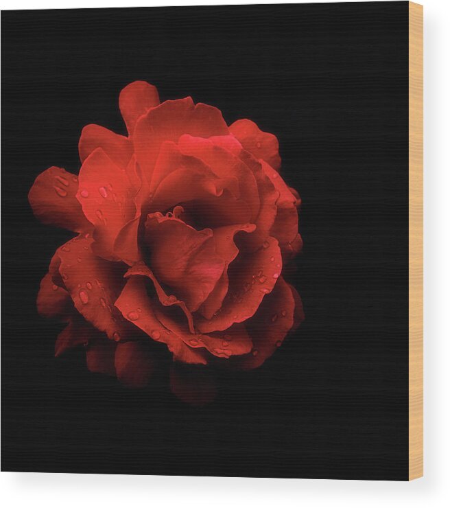 Rose Wood Print featuring the photograph Red Rose by Philippe Sainte-Laudy