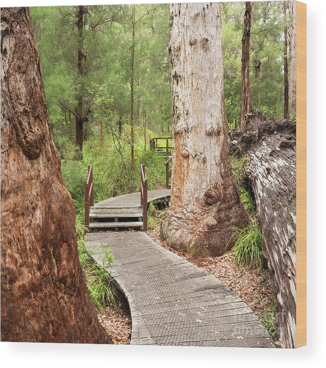 Australia Wood Print featuring the photograph Red Tingle Boardwalk 02 by Rick Piper Photography