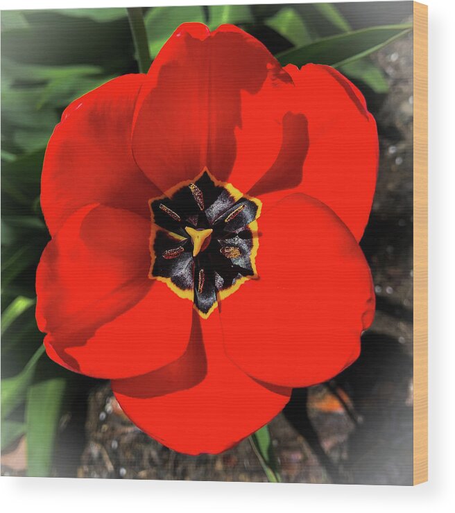 Floral Wood Print featuring the photograph Red Tulip by Jim Feldman