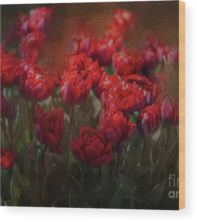 Tulips Wood Print featuring the photograph Red Tulips by Eva Lechner