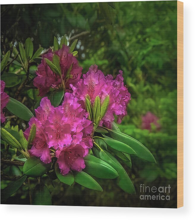 Rhododendron Wood Print featuring the photograph Rhododendrons in hiding... by Shelia Hunt