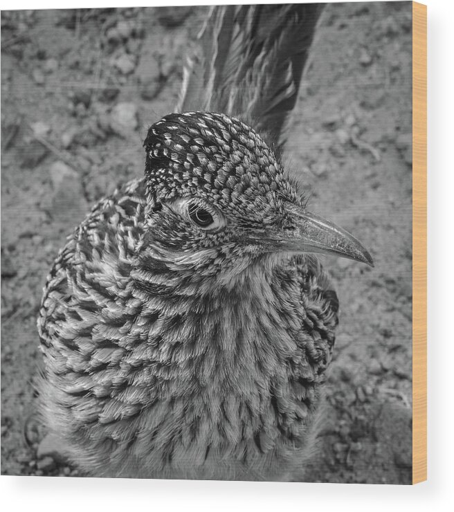 Roadrunner Wood Print featuring the photograph Rob Roadrunner BW by Glenn DiPaola