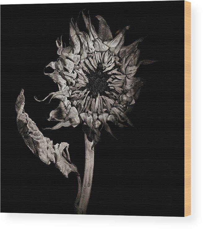 Wilting Flower Wood Print featuring the photograph Wilting sunflower in black and white by Alessandra RC