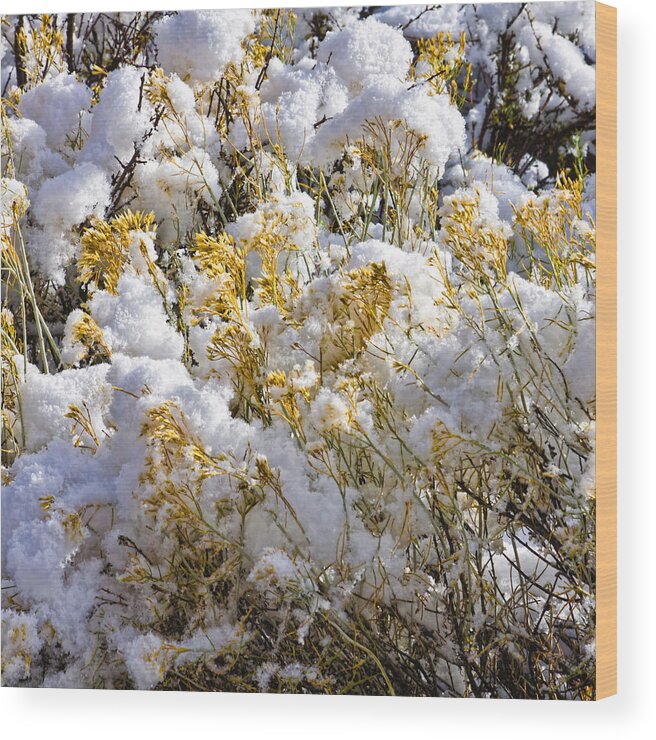 Sagebrush Wood Print featuring the photograph Sagebrush covered by snow, Utah by Tatiana Travelways
