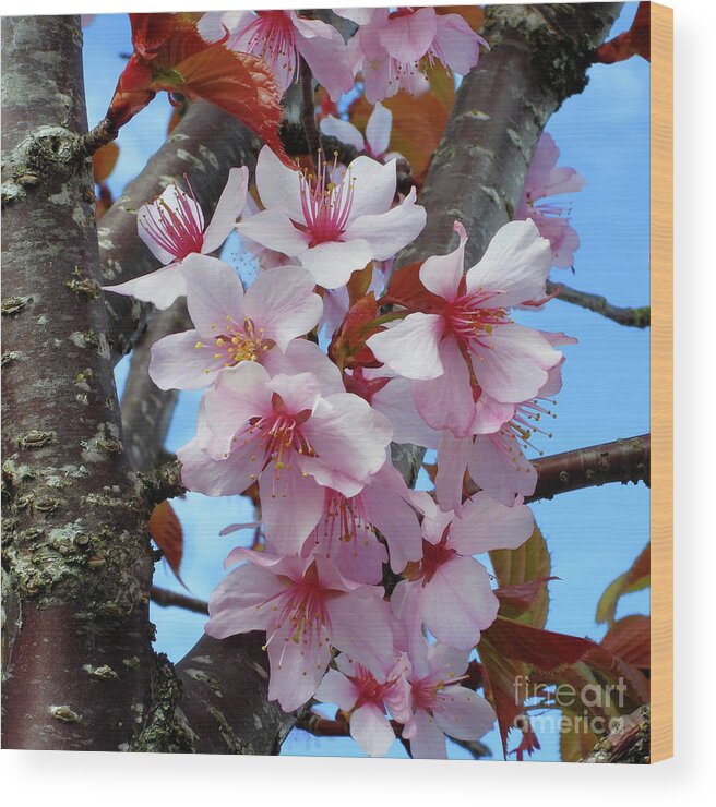 Japanese Cherry Blossom Wood Print featuring the photograph Sakura Tree Flowers by Scott Cameron