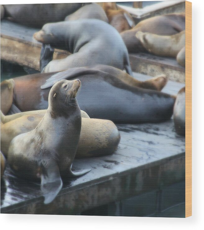 Seal Wood Print featuring the photograph San Francisco Seal Hangout by Carol Jorgensen