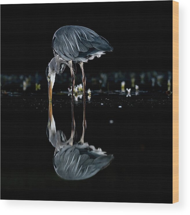 Grey Heron Wood Print featuring the photograph Searching by Mark Hunter