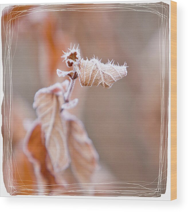 Frost Wood Print featuring the photograph Sepia Hoarfrost I by Patti Deters