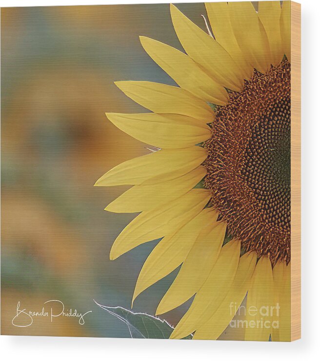 Sunflowers Wood Print featuring the photograph Setting Sunflower by Brenda Priddy
