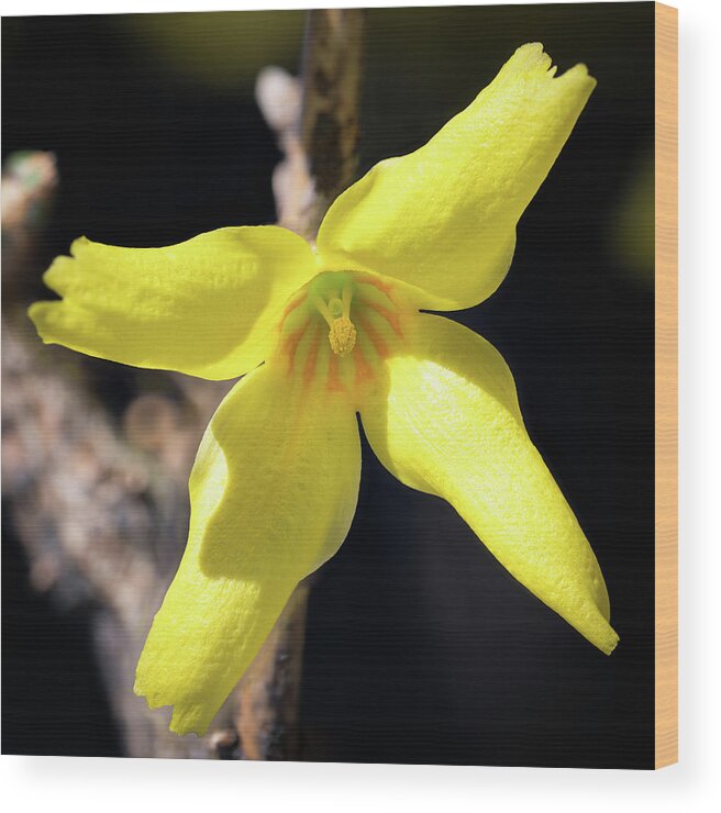 Forsythia Wood Print featuring the photograph Single Bloom by Steven Nelson