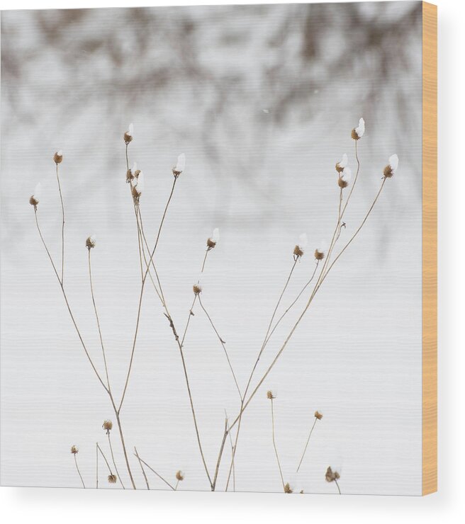 Winter Wood Print featuring the photograph Snow Day Caps by Forest Floor Photography