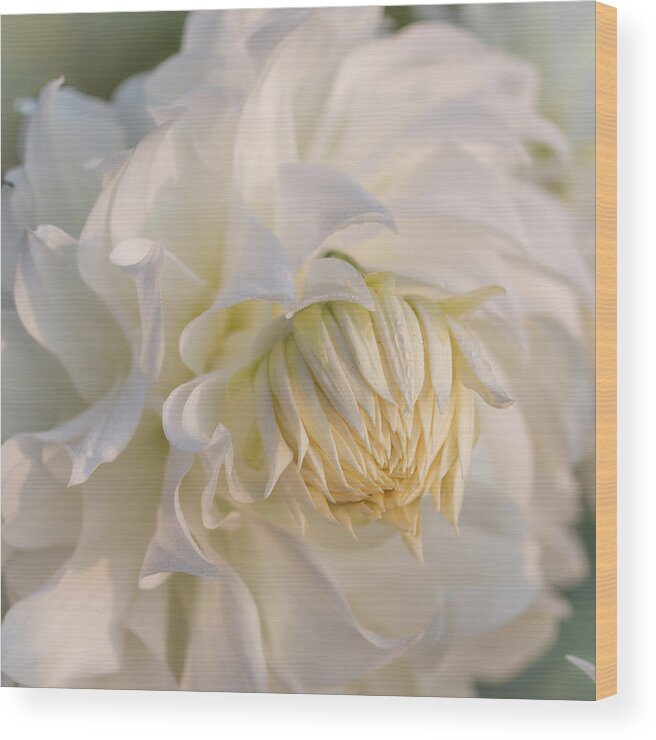 Gardens Wood Print featuring the photograph Snowbound Dahlia at Sunrise by Teresa Wilson