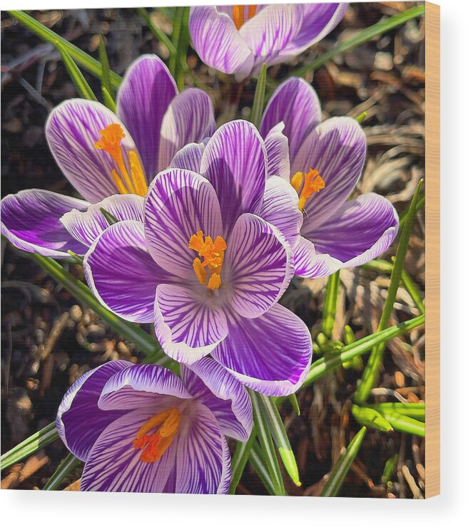 Crocus Wood Print featuring the photograph Spring Crocus by Brian Eberly