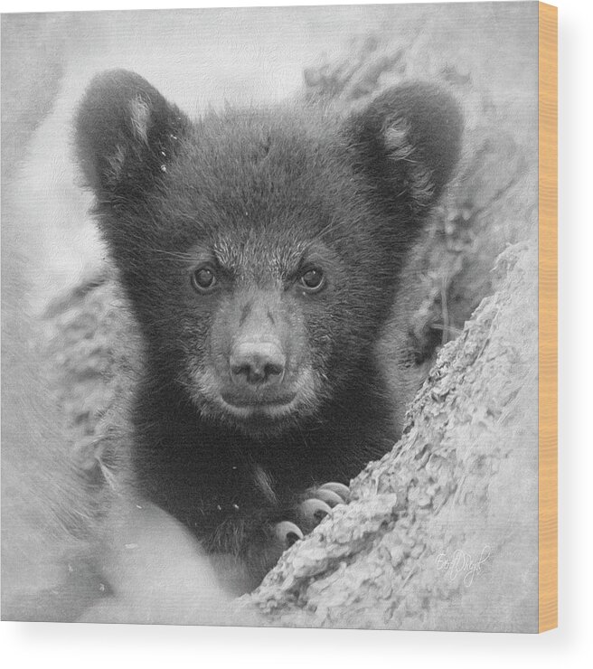 Bear Wood Print featuring the photograph Square Bear by Everet Regal