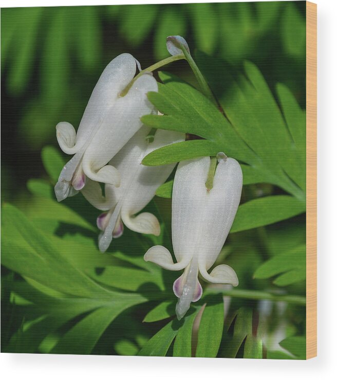 Wildflowers Wood Print featuring the photograph Squirrel Corn by Tana Reiff