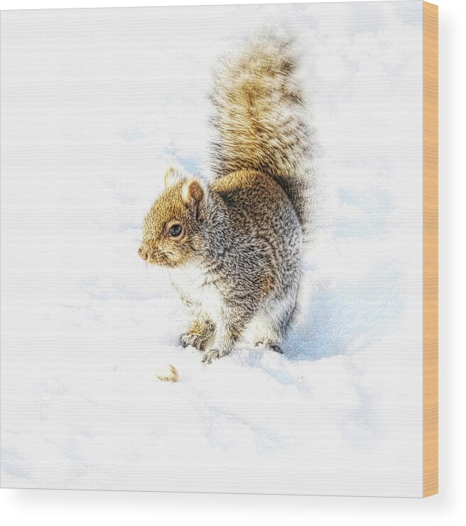 Squirrel Wood Print featuring the photograph Squirrel on white snow by Tatiana Travelways