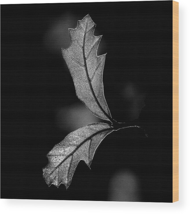 Leaves Wood Print featuring the photograph Stranger Than Fiction by Enrique Pelaez