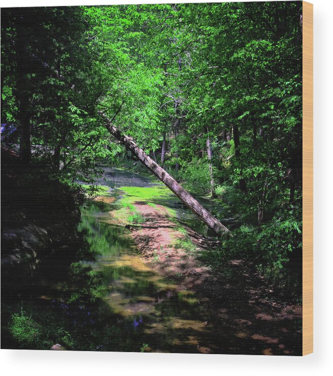 Forest Wood Print featuring the photograph Stream Through the Woods by George Taylor