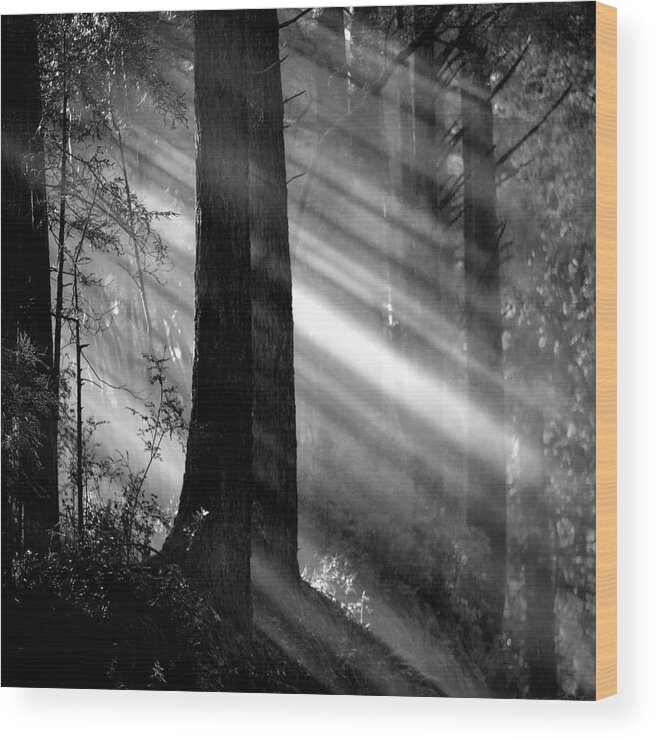 Streaming Sunlight Wood Print featuring the photograph Streaming sunlight by Donald Kinney