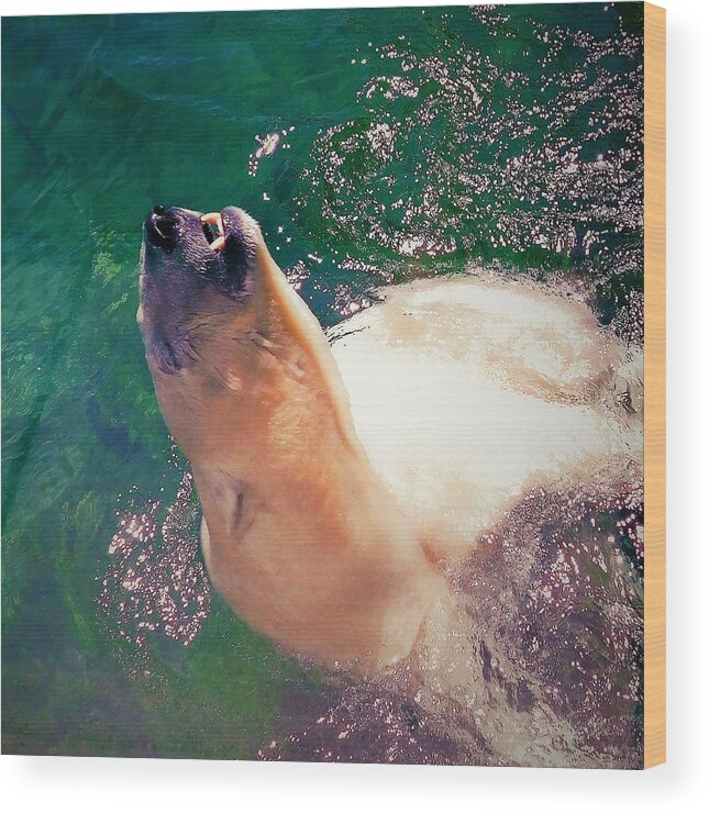 - Summer Swim - Polar Bear Wood Print featuring the photograph - Summer Swim - Polar Bear by THERESA Nye