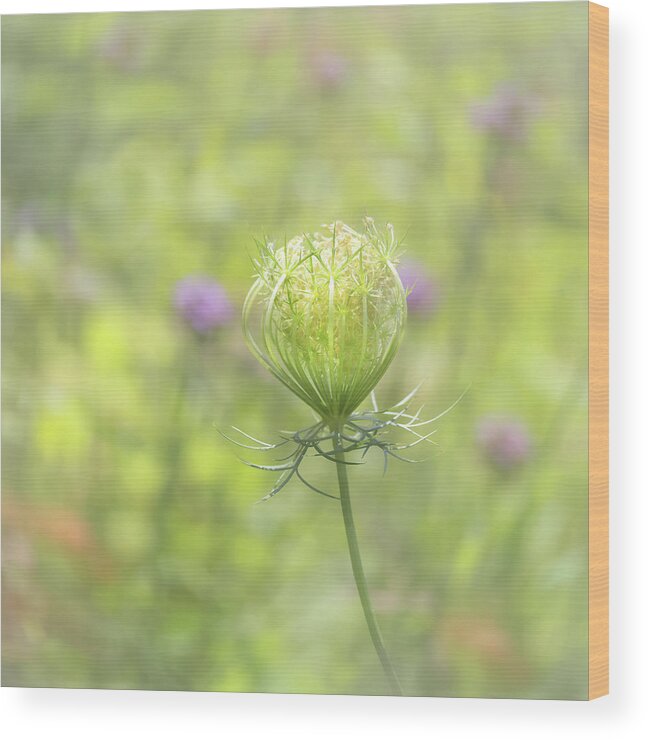 Summertime Wood Print featuring the photograph Summertime Garden by Sylvia Goldkranz