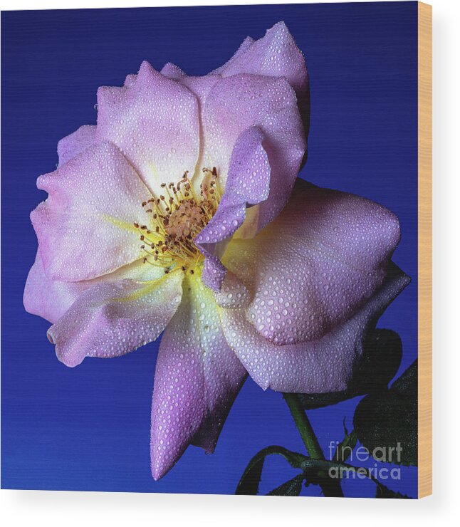 Rose Wood Print featuring the photograph Peaceful by Doug Norkum