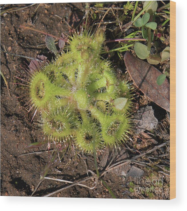 Australia Wood Print featuring the photograph Sundew 'Drosera Rotundifolia' by Elaine Teague