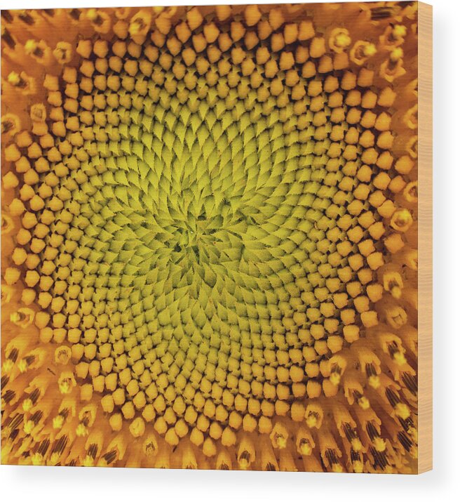 Pattern Wood Print featuring the photograph Sunflower Abstract by Karen Rispin