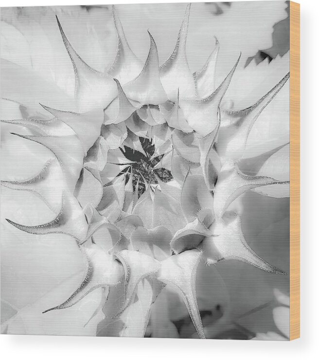 Sunflower Blossom Wood Print featuring the photograph Sunflower Blossom Black and White Abstract by Rebecca Herranen