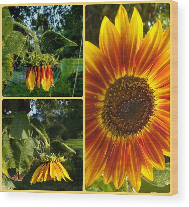 Sunflower Photography Wood Print featuring the digital art Sunflower Patch Views by Pamela Smale Williams