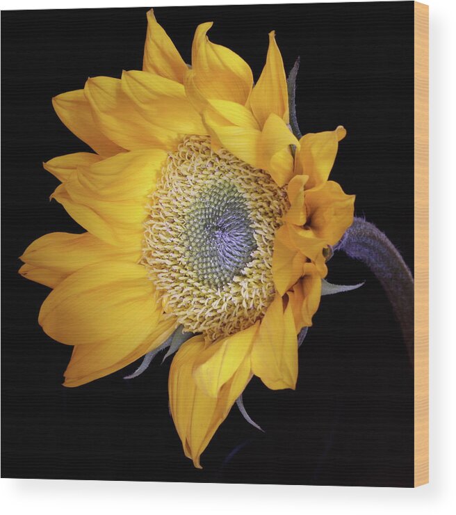 Botanical Wood Print featuring the photograph Sunflower Square by Julie Powell