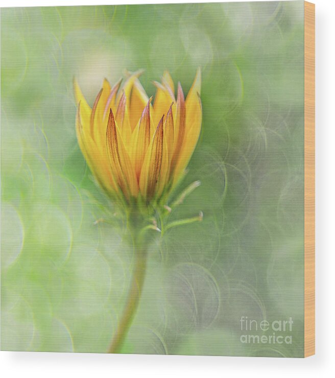 Gardens Wood Print featuring the photograph Sunshine Day by Marilyn Cornwell