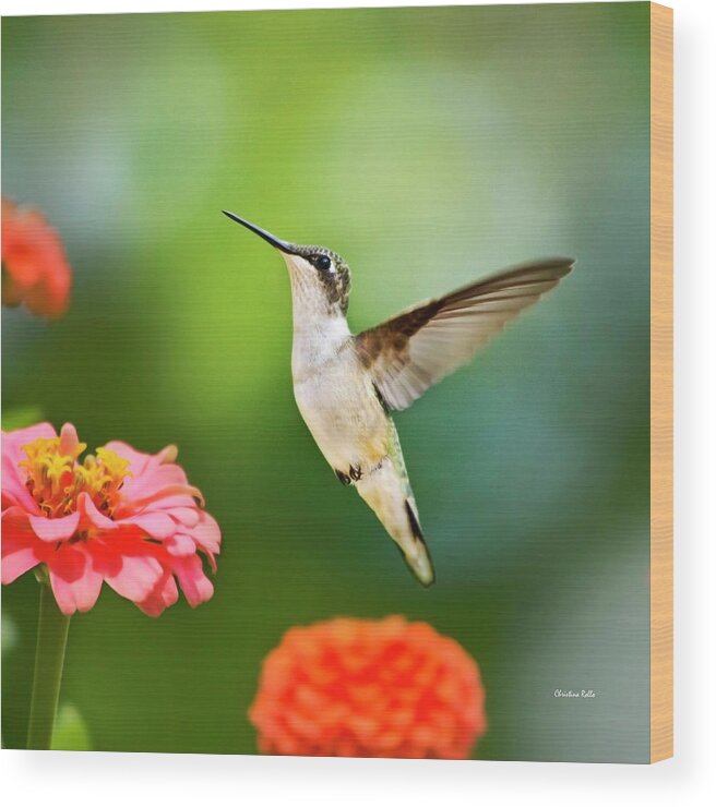 Hummingbirds Wood Print featuring the photograph Sweet Promise Hummingbird Square by Christina Rollo