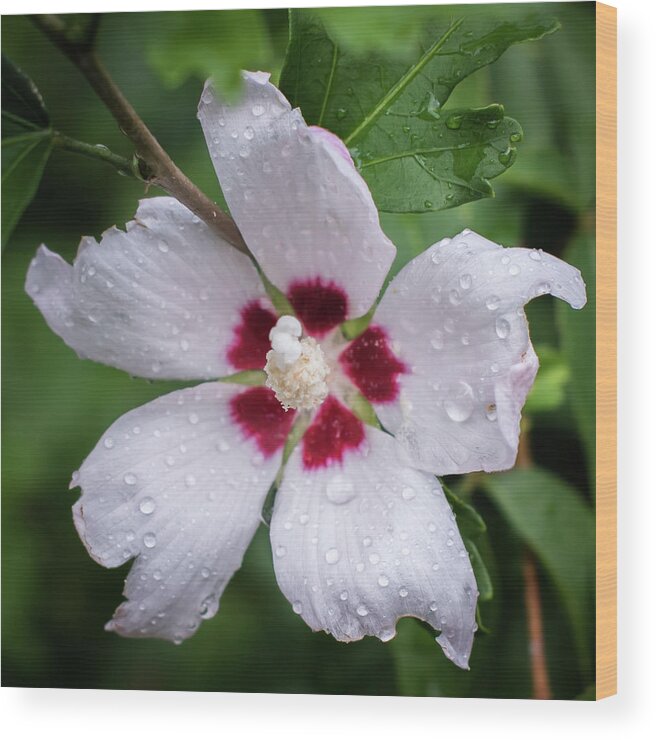 Terry D Photography Wood Print featuring the photograph Tattered and Torn White Rose of Sharon Square by Terry DeLuco
