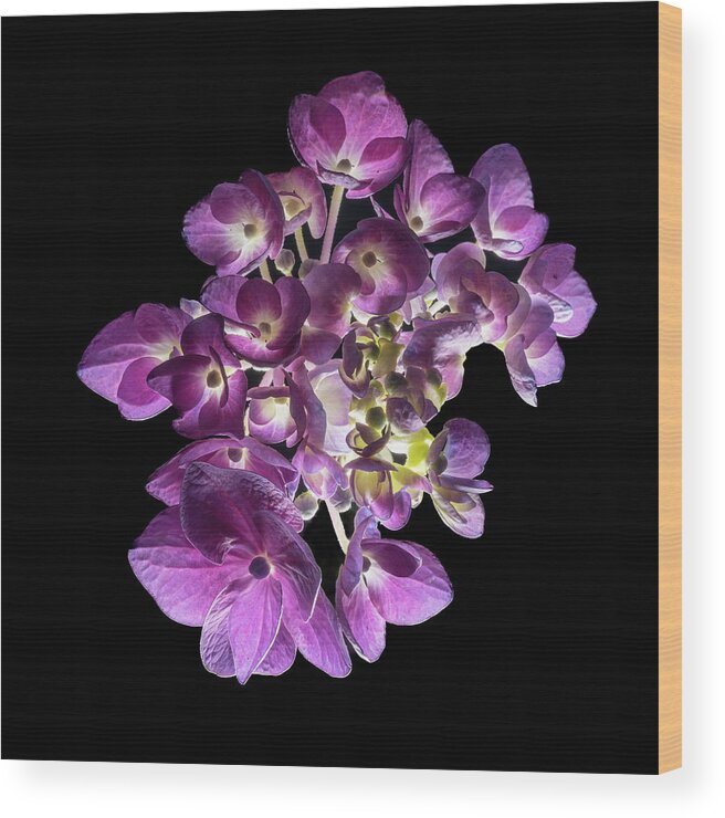 Bigleaf Hydrangea Wood Print featuring the photograph Finale in Purple by Kevin Suttlehan