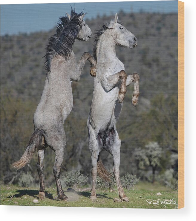 Stallion Wood Print featuring the photograph The Desert Dance. by Paul Martin