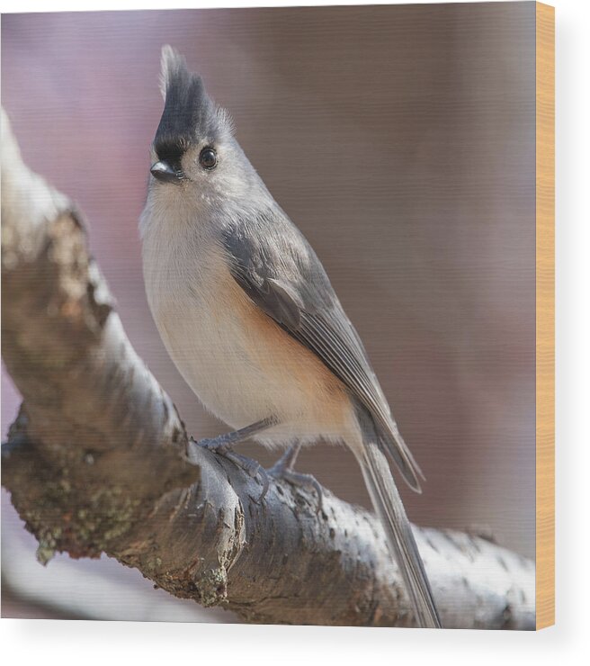 Tufted Titmouse Wood Print featuring the photograph The Elegant Titmouse by Lara Ellis
