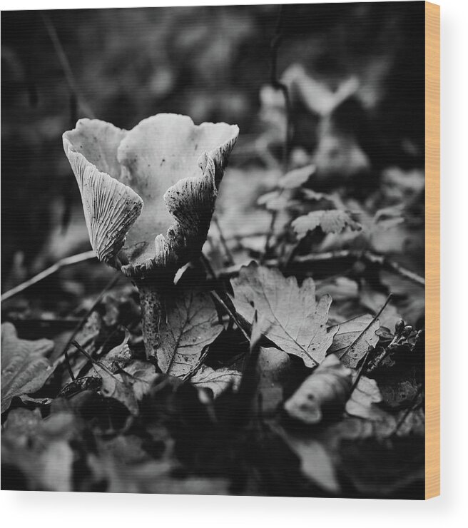 Fungus Wood Print featuring the photograph The forest floor by Gavin Lewis