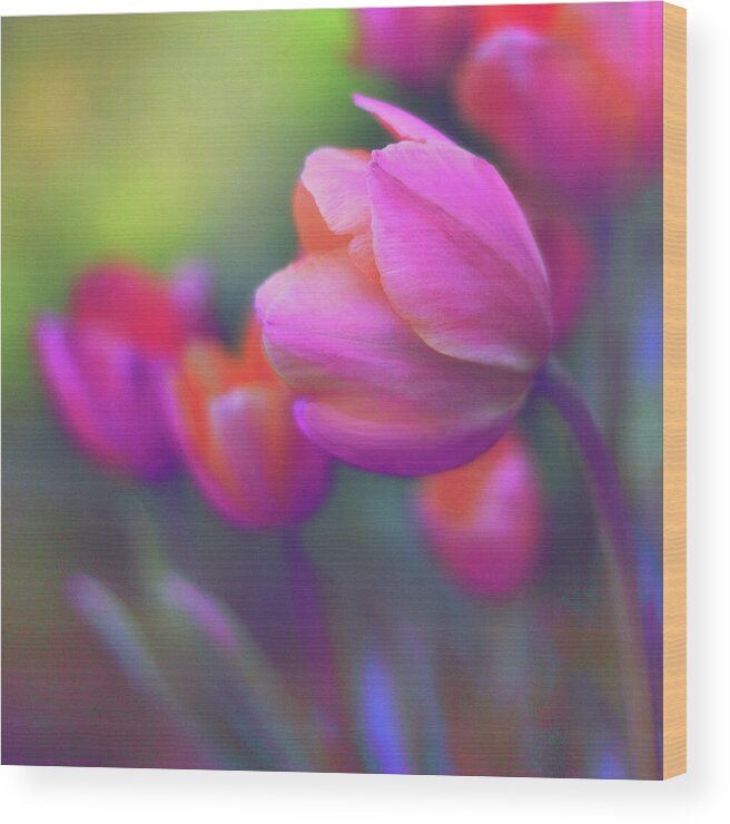 Tulips Wood Print featuring the photograph The Painted Tulip by Jessica Jenney