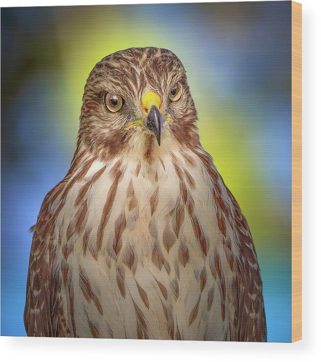 Red Shouldered Hawk Wood Print featuring the photograph The Serious Hawk by Mark Andrew Thomas