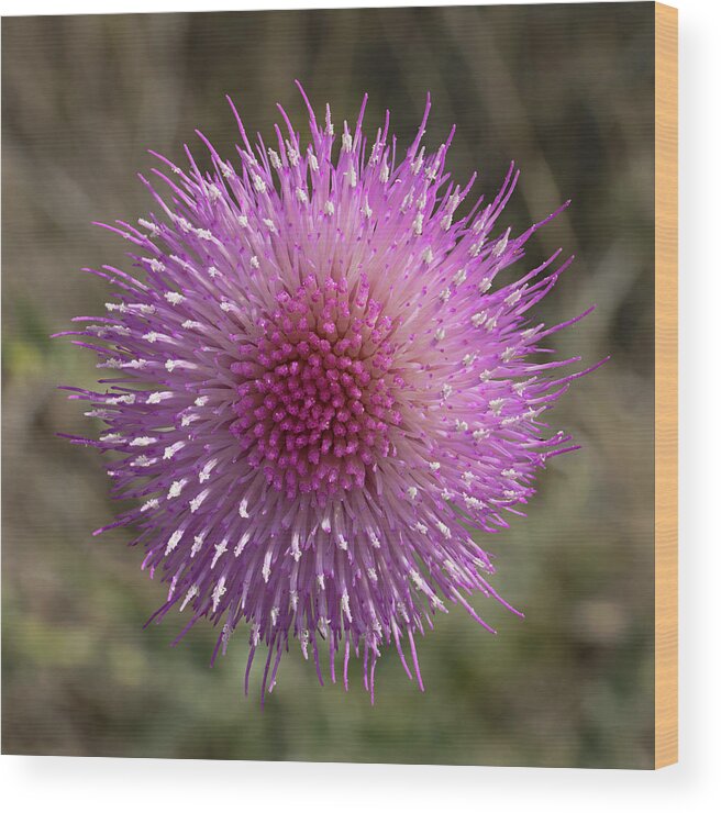 Tom Daniel Wood Print featuring the photograph Thistle Bloom by Tom Daniel