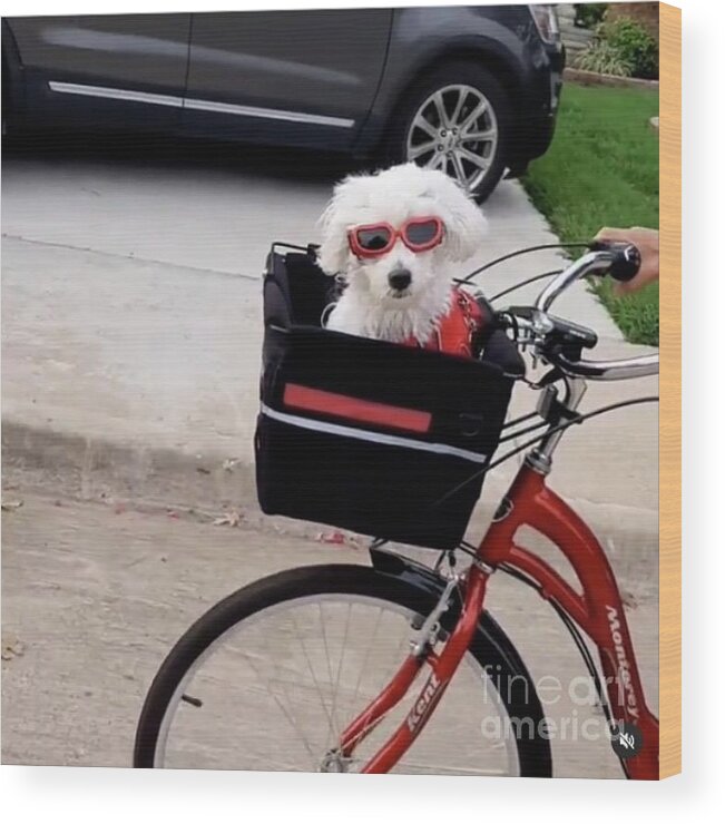  Wood Print featuring the photograph Tootsie in Bike Basket by Donna Mibus