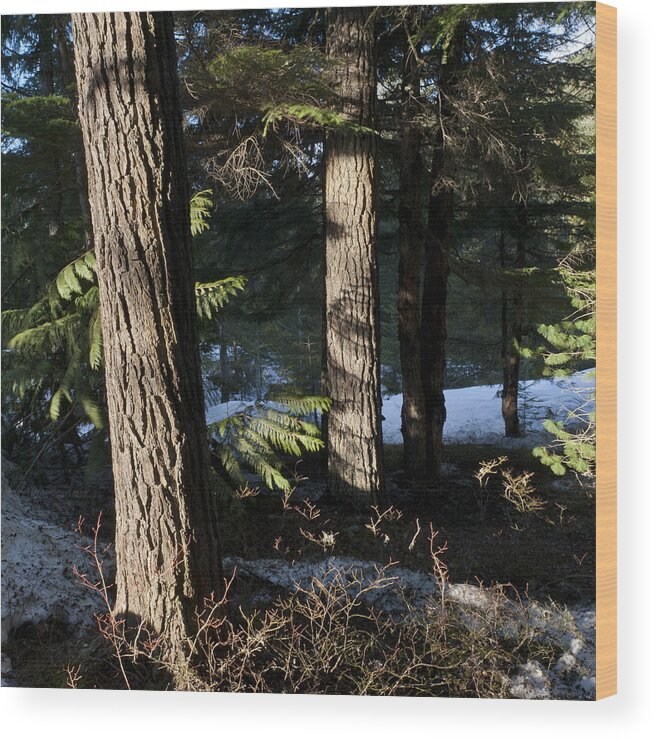 Snow Wood Print featuring the photograph Trees in a forest by Fotosearch