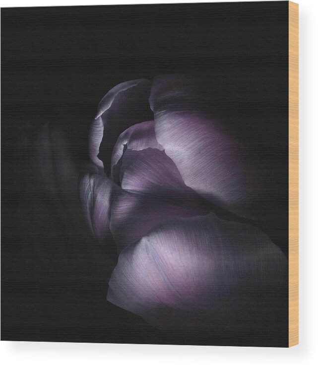 Floral Wood Print featuring the photograph Tulip 040707 by Julie Powell