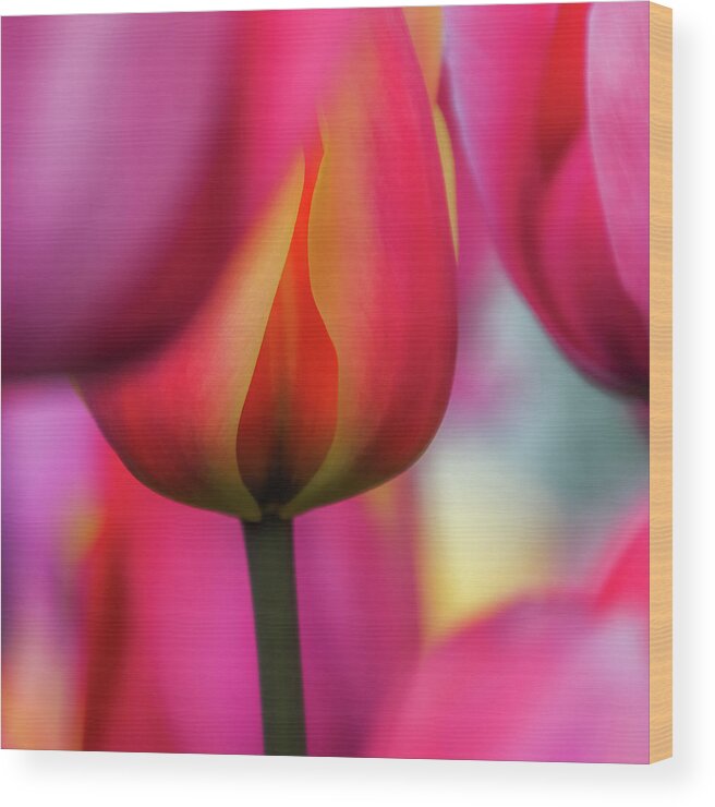 Tulips; Flowers; Florals; Mount Vernon; Roozengaarde; Skagit Valley Tulip Festival; Spring; Spring 2021; Nature; Garden; Tulip Passion Wood Print featuring the photograph Tulip Passion by Emerita Wheeling