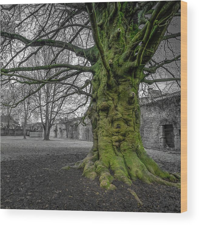 Abbey Wood Print featuring the photograph Twisted old beech trunk and green moss by Jean-Luc Farges