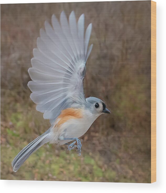 Titmouse Wood Print featuring the photograph Up and Away by Sylvia Goldkranz