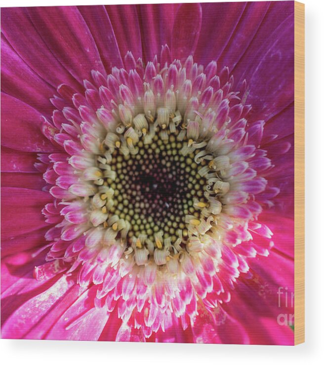 Pink Wood Print featuring the photograph Vibrant Pink Flower by Abigail Diane Photography