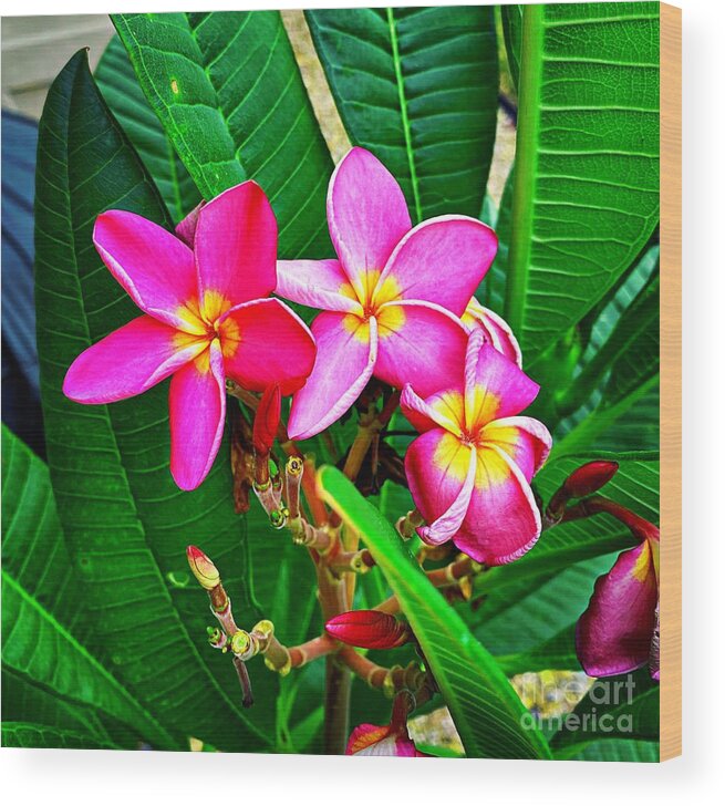 Plumeria Wood Print featuring the photograph Vision in Hot Pink by Charlene Adler