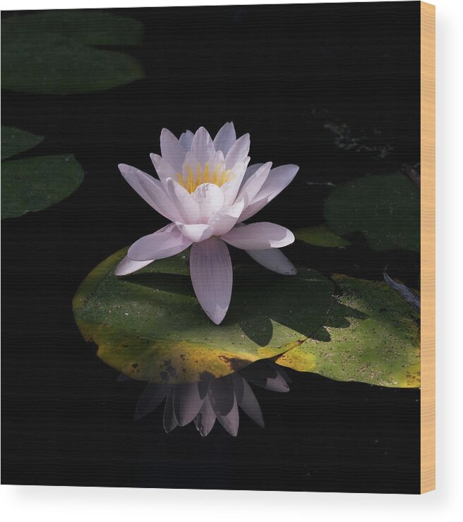 Botanic Wood Print featuring the photograph Water Lily in Color by Mary Lee Dereske